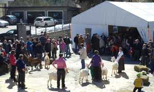 capretto vigezzino mostra.jpg