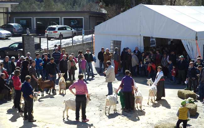 capretto vigezzino mostra.jpg