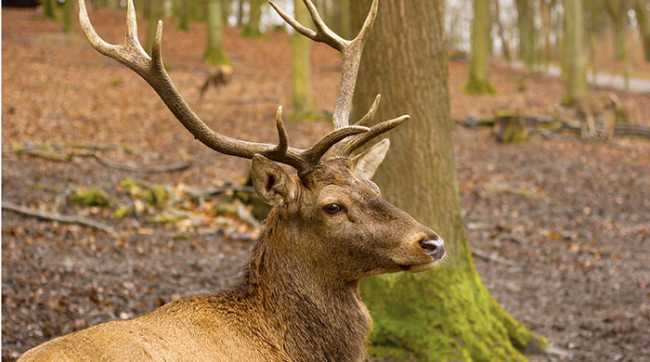 cervo bosco