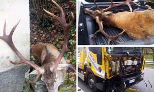 cervo furgone mix 18