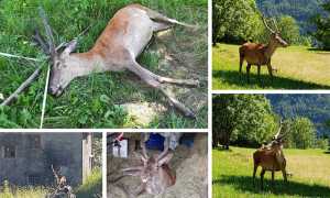 cervo gistavo morto mix