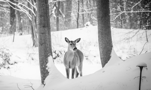 cervo neve bn