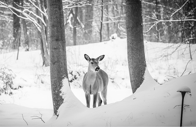 cervo neve bn