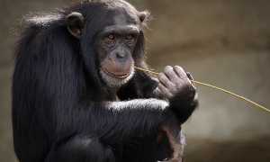chimpanzee 3703230 960 720