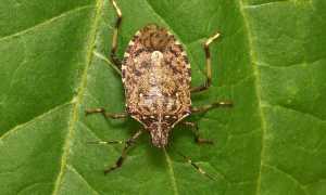 cimice asiatica