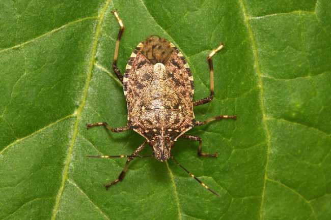 cimice asiatica