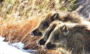 cinghiale copia