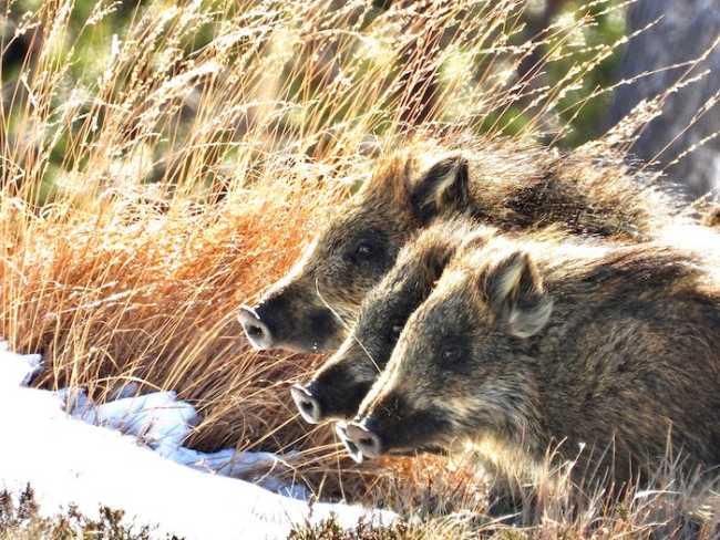 cinghiale copia