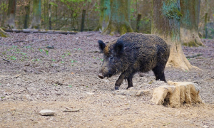 cinghiale nero bosco