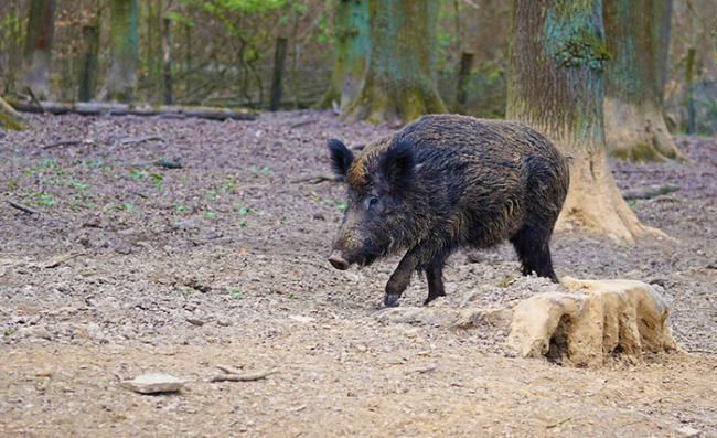 cinghiale nero bosco