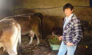 coragios stalla mucche