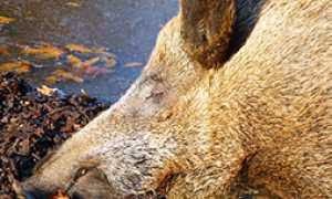 corta cinghiale morto
