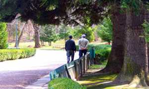 corta halzaimer premosello