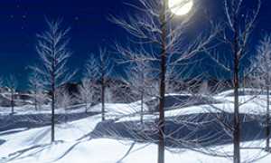 corta luna neve alberi notte