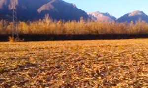 corta mais beura campo