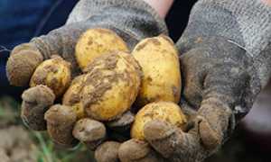 corta patate coltivate mano