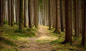 corta sentiero bosco