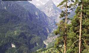 corta web cam iselle trasquera