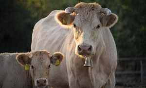 cows g303df14ff 640
