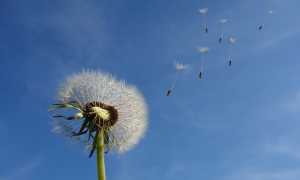 dandelion 463928 640