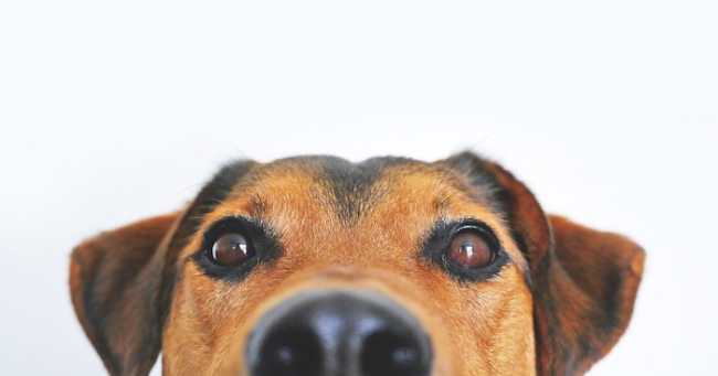 dog 838281 960 720