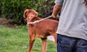 dogsitter