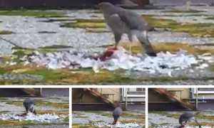 falchetto rapace piccione