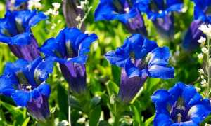 fiori genziana