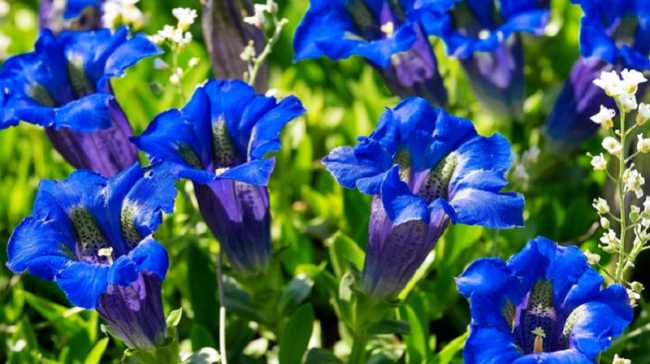 fiori genziana