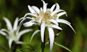 flower 2399639 640