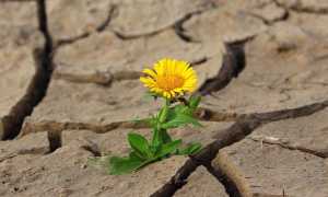 flower 887443 640