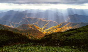 foresta alba vista