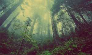 foresta
