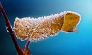 frosted 204921 640