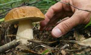 funghi