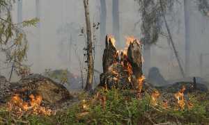 fuoco bosco