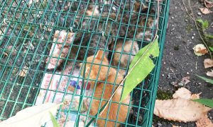 gatti abbandonati gabbia