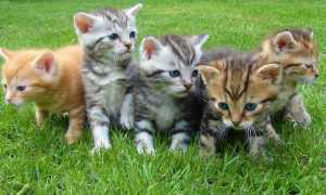 gattini