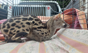 genetta tigrina