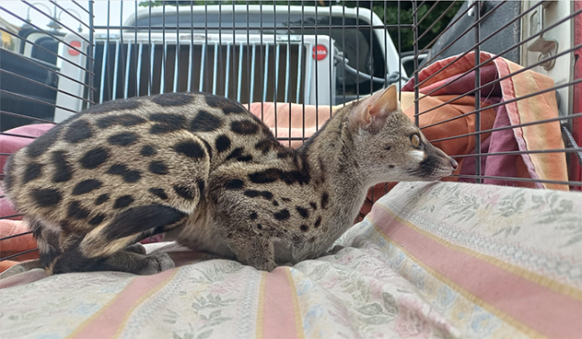 genetta tigrina