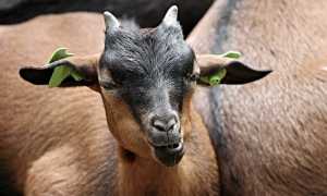 goat 3116743 960 720