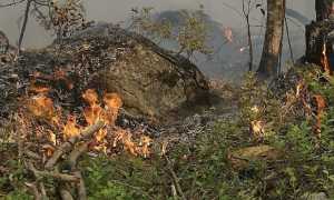 incendio bosco