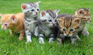 kittens g81f12e076 640