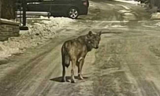 lupo druogno1