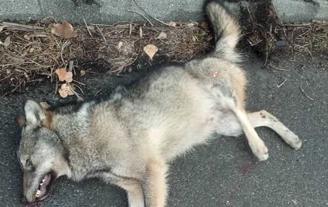 lupo morto