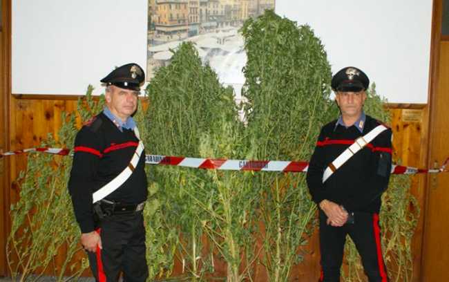 mariuana carabinieri domo