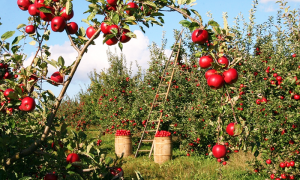 mele albero raccolta