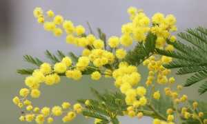 mimosa 2970960 640