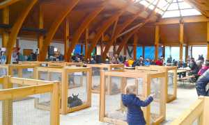 mostra capretto vigezzo 2016