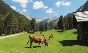 mucche alpeggio baite